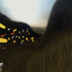 Illustration for article titled Flower - Petals On The Wind
